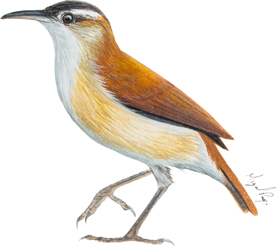 Cargabarro