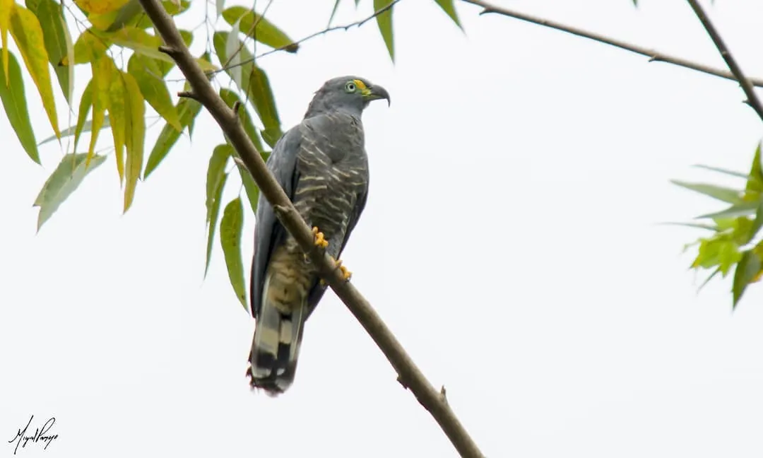 Gavilán caracolero posado en una rama seca