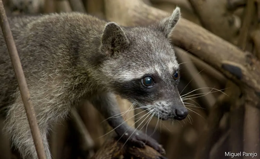 Mapache cangrejero sobre una rama