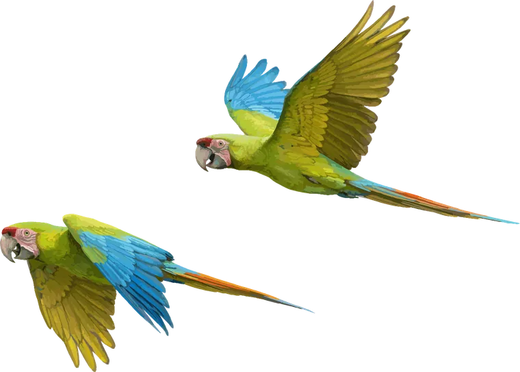 Dos guacamayas verdes en vuelo